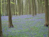 Hyacintenjogging 2015 - 26.jpg